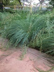 Common tussock grass