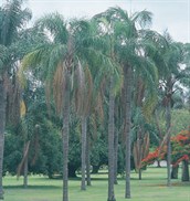 Cocos Palm
