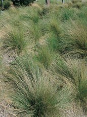 Common Tussock Grass