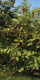 Himalayan Honeysuckle, Pheasant Berry
