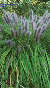 Native Pennisetum or Swamp Foxtail
