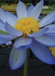 Native Water Lily