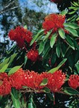 Queensland Tree Waratah