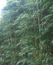 Slender Weavers Bamboo