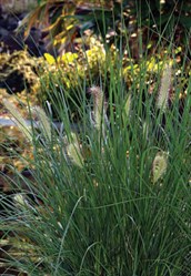 Swamp Foxtail or Fountain Grass