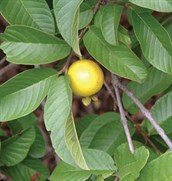 Yellow Guava
