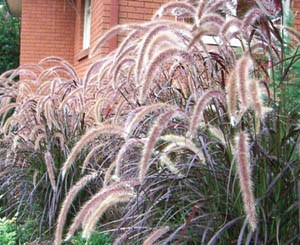 purple fountain grass near me