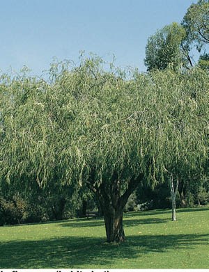 willow myrtle tree