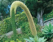 Agave, Century Plant, Foxtail