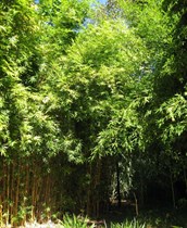 Alphonse Karr bamboo
