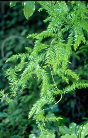 Asparagus ferns (excluding foxtail fern)