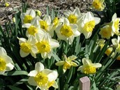 Daffodil and jonquil cultivars