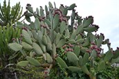 Opuntioid cacti