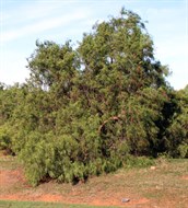 Pepper Tree