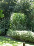 Giant Chinese silver grass