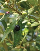 African and European Olives