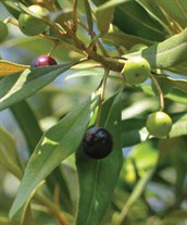 African and European Olives