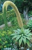 Agave, Century Plant