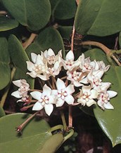 Australian Wax Plant