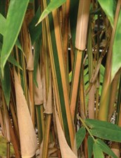 Bamboo - Aphonse Karr