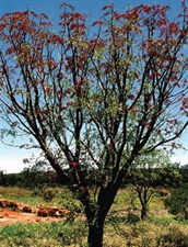 Bean Tree, Batswing Coral Tree