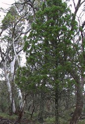 Black Cypress Pine