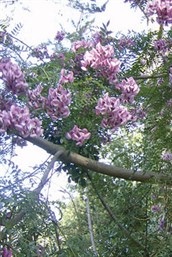 Cape Lilac, Tree-in-a-hurry