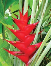 Caribbean Heliconia
