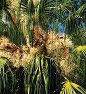 Carnarvon Fan Palm