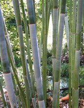 Chungi Bamboo