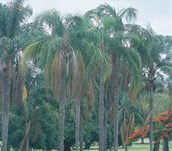 Cocos palm
