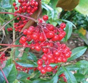 Coral Berry
