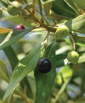 European and African Olives