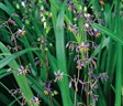 Flax Lilies