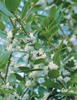 Fragrant Olive or Holly Osmanthus