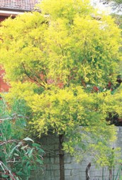 Golden River Tea Tree