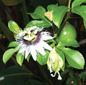 Grafted Black Passionfruit