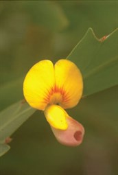 Holly-leaved Pea Flower