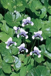 Native Violets