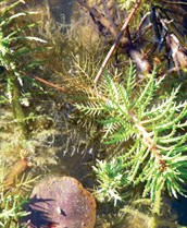 Native Water Milfoil