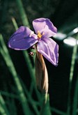 Purple Flag Iris, Native Iris