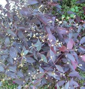 Purple Joyweed