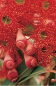 Red Flowering Eucalyptus
