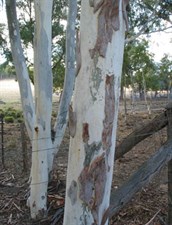 Red Spotted Gum