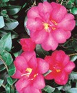 Sasanqua Camellias