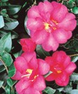 Sasanqua Camellias