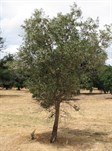 Swan Hill Olive