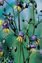 Tasmanian Flax-lily