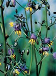 Tasmanian Flax Lily