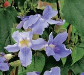 Thunbergia, Blue Trumpet Vine, Sky Flower